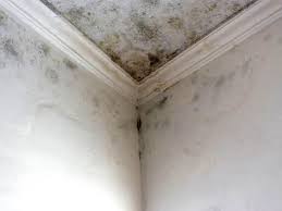 Best Mold Damage Restoration  in Polkton, NC