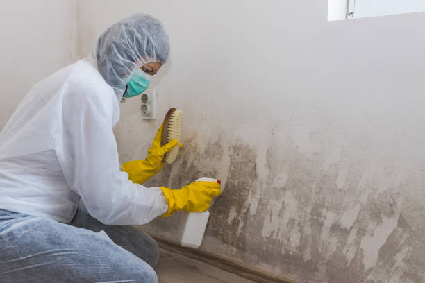 Why You Should Choose Our Mold Remediation Services in Polkton, NC